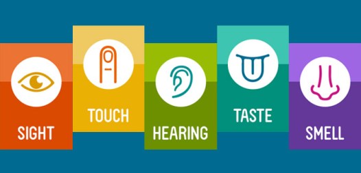 5 senses